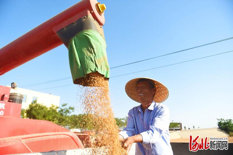 河北邢臺：小麥豐收開鐮