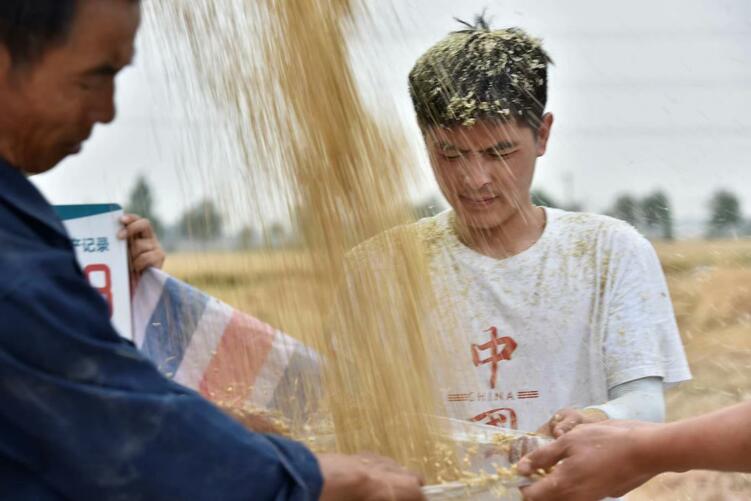 畝産981公斤！“邯鄲麥種”刷新全國小麥單産記錄