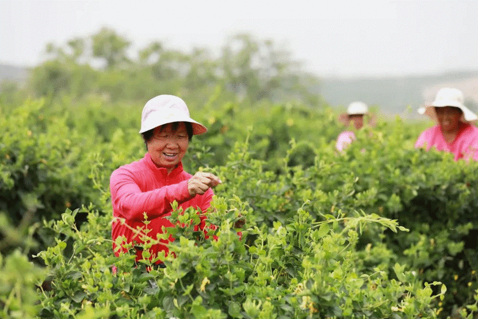 鄉村振興看河北 | 花榮木茂 鼓起錢包 農民樂淘淘