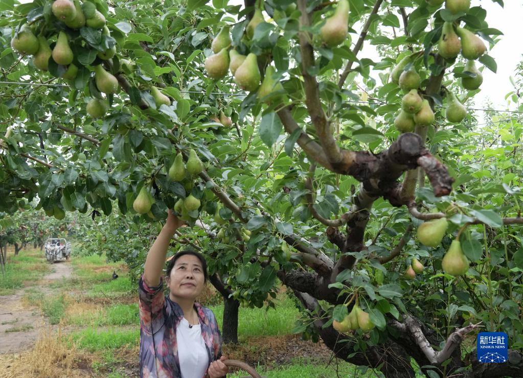 河北趙縣：袖珍香梨香溢四方_fororder_2