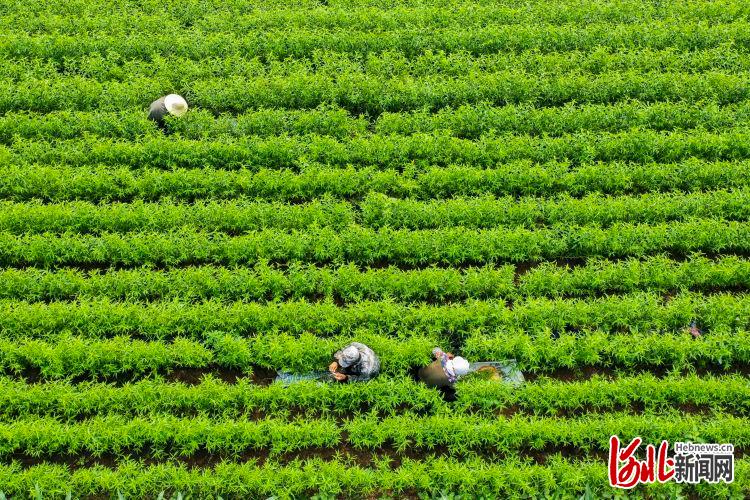 河北遵化：樹木苗圃夏管忙