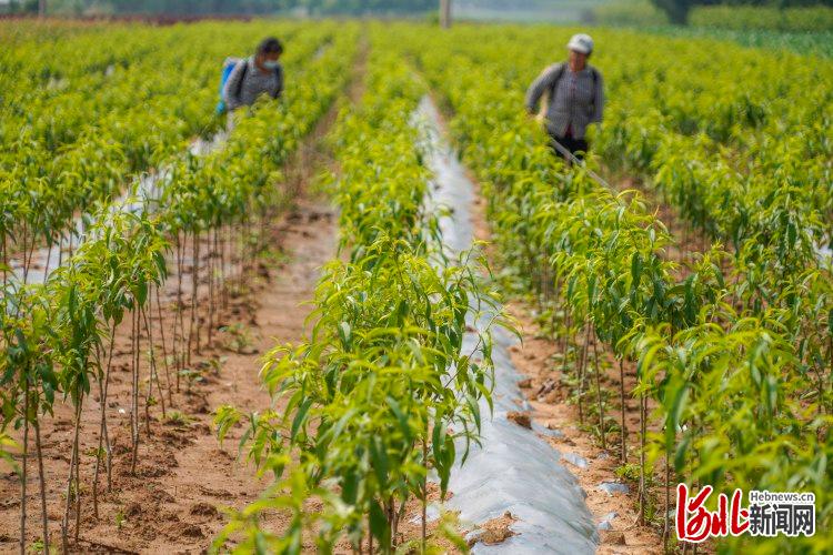 河北遵化：樹木苗圃夏管忙