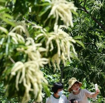 （原創）遷安：燕山腳下十萬畝栗花飄香_fororder_2