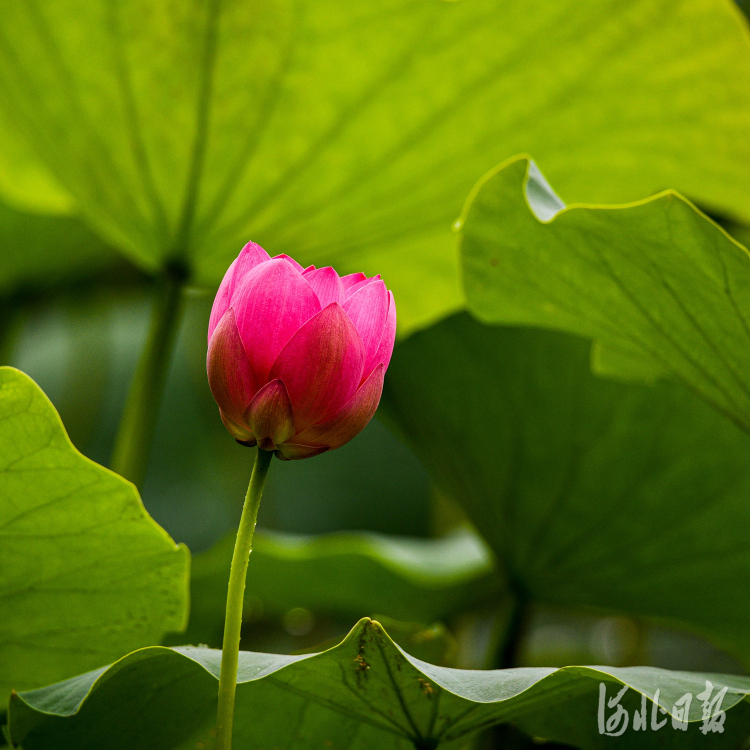 按圖索冀｜夏日賞荷正當時