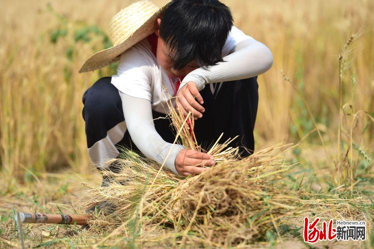 河北滄縣：校園夏收麥飄香