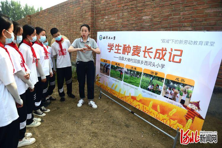 河北滄縣：校園夏收麥飄香