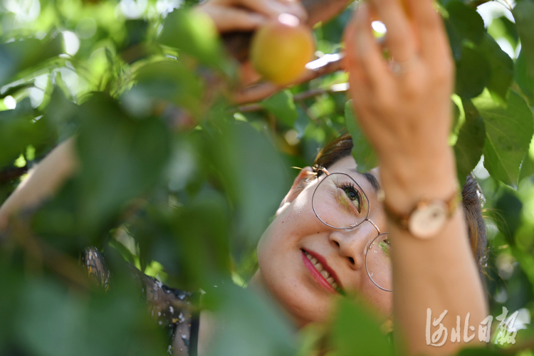 按圖索冀｜盛夏七月杏飄香