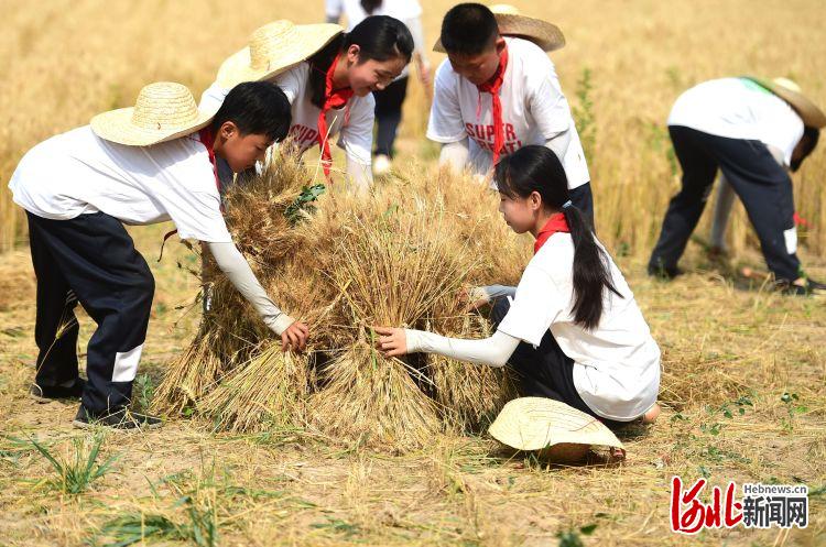 河北滄縣：校園夏收麥飄香