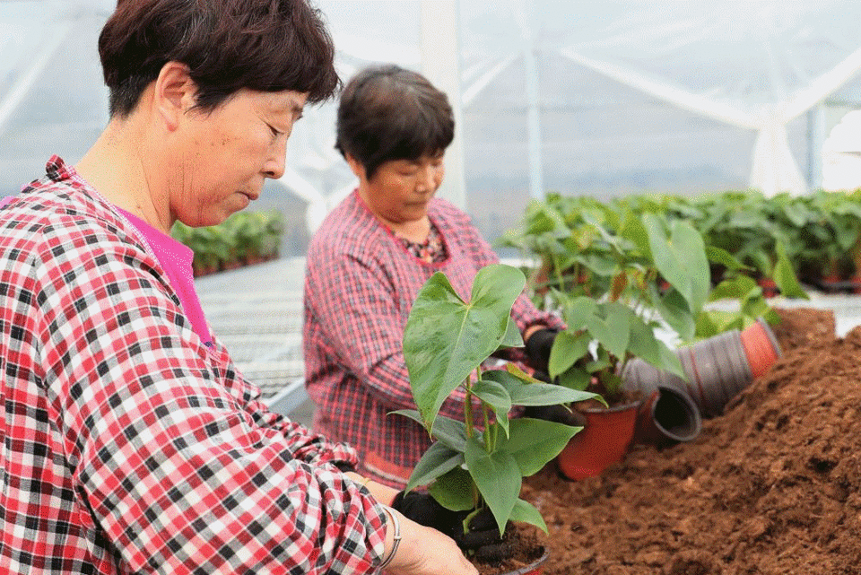 鄉村振興看河北 | 花榮木茂 鼓起錢包 農民樂淘淘