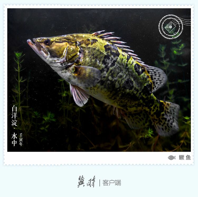 白洋淀： 魚翔淺底 綠水逶迤