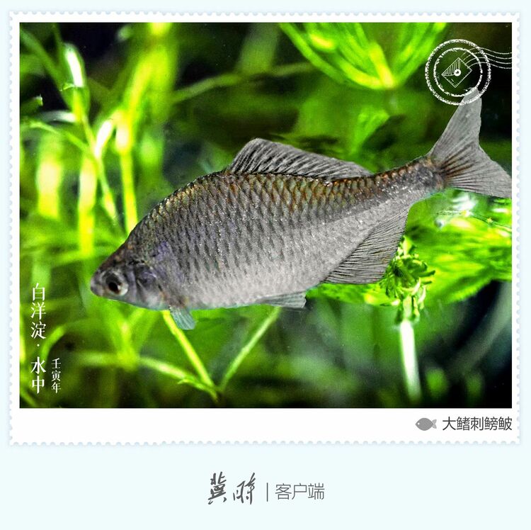 白洋淀： 魚翔淺底 綠水逶迤