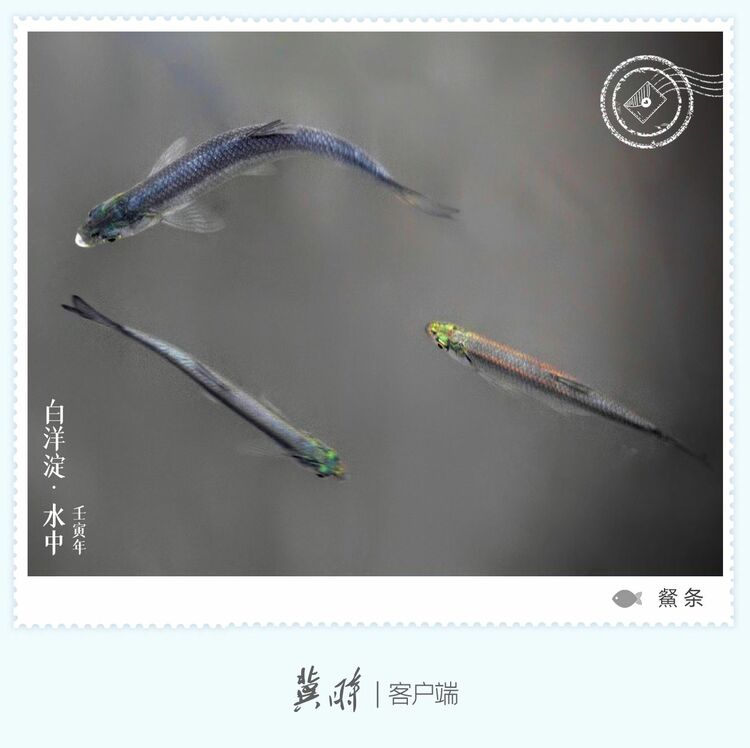 白洋淀： 魚翔淺底 綠水逶迤