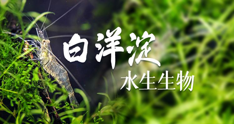 白洋淀： 魚翔淺底 綠水逶迤