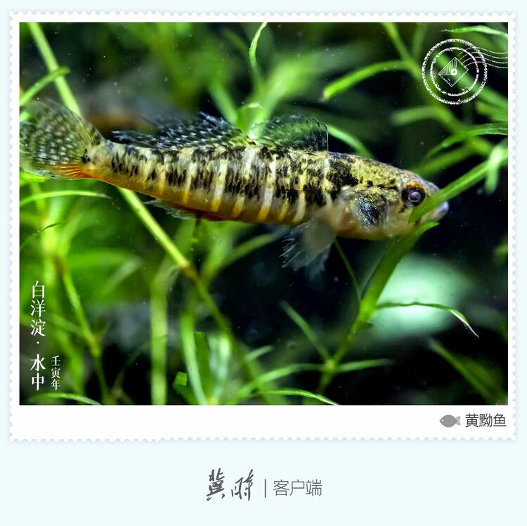 白洋淀： 魚翔淺底 綠水逶迤