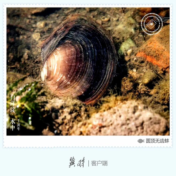 白洋淀： 魚翔淺底 綠水逶迤