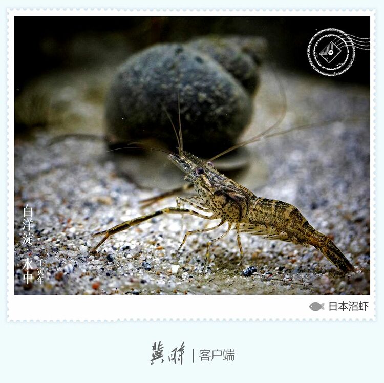 白洋淀： 魚翔淺底 綠水逶迤