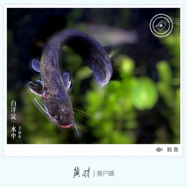 白洋淀： 魚翔淺底 綠水逶迤