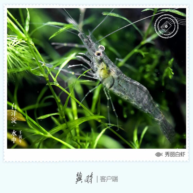 白洋淀： 魚翔淺底 綠水逶迤