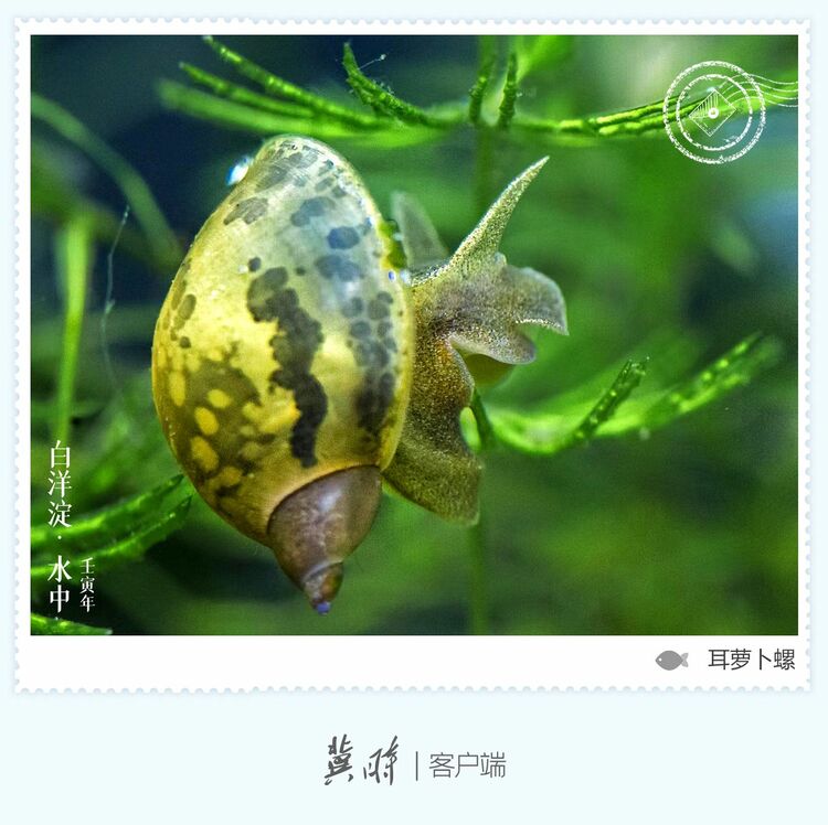 白洋淀： 魚翔淺底 綠水逶迤