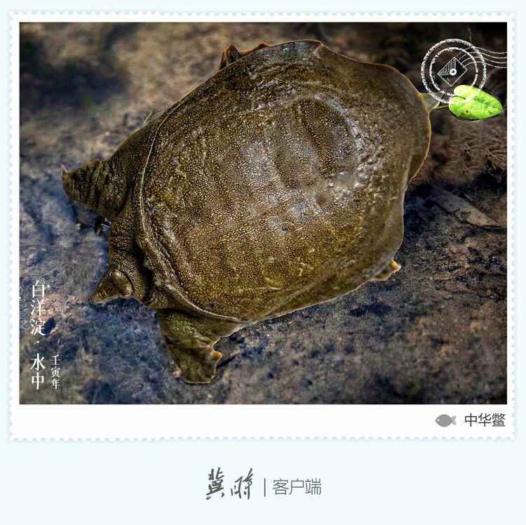 白洋淀： 魚翔淺底 綠水逶迤