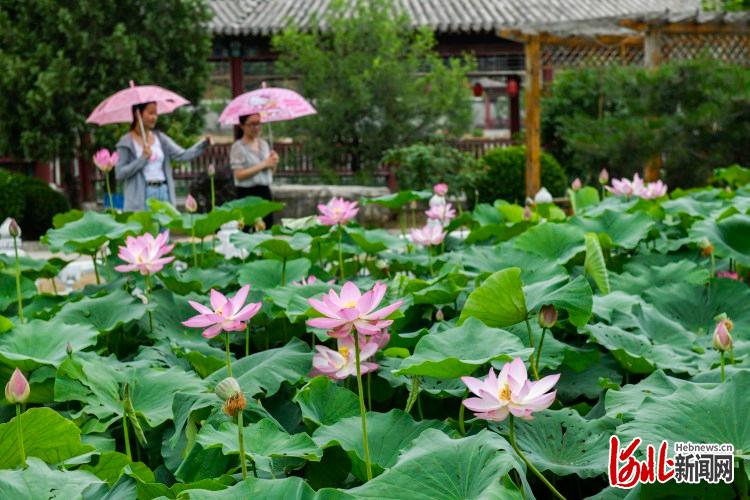 河北遵化：村中公園美 荷花開正好