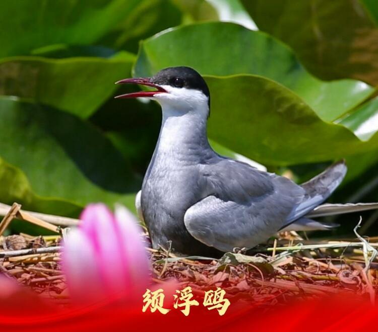 白洋淀：走進“鳥類天堂”