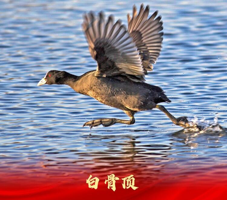 白洋淀：走進“鳥類天堂”