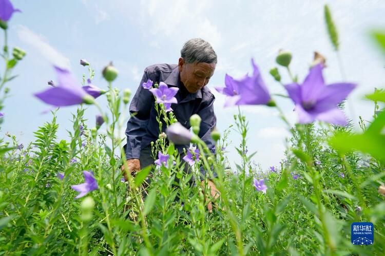 河北臨城：太行山下中藥飄香