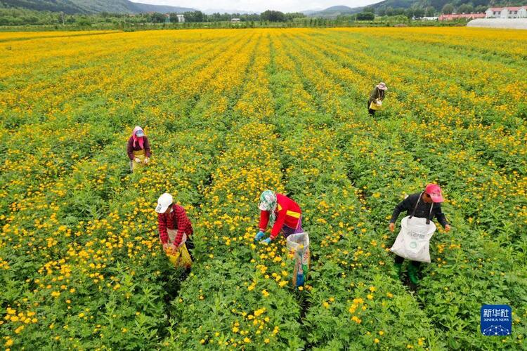 河北圍場：金蓮花開産業興