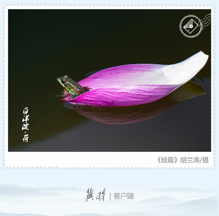 明信片·如面 | 白洋淀：邂逅荷花 美在當“夏”