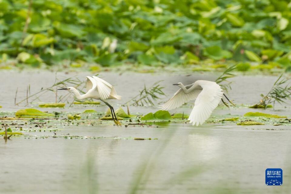 人、水、鳥、魚和諧共生——雄安新區繪就水城共融生態圖景