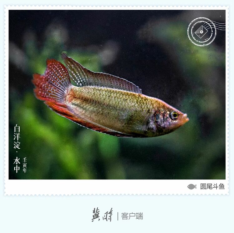 白洋淀： 魚翔淺底 綠水逶迤