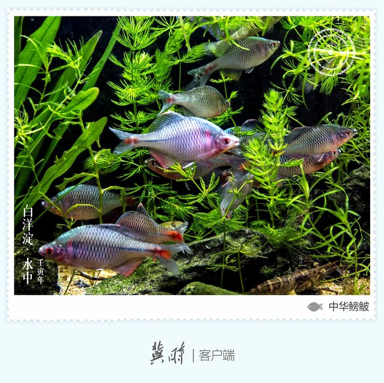 白洋淀： 魚翔淺底 綠水逶迤