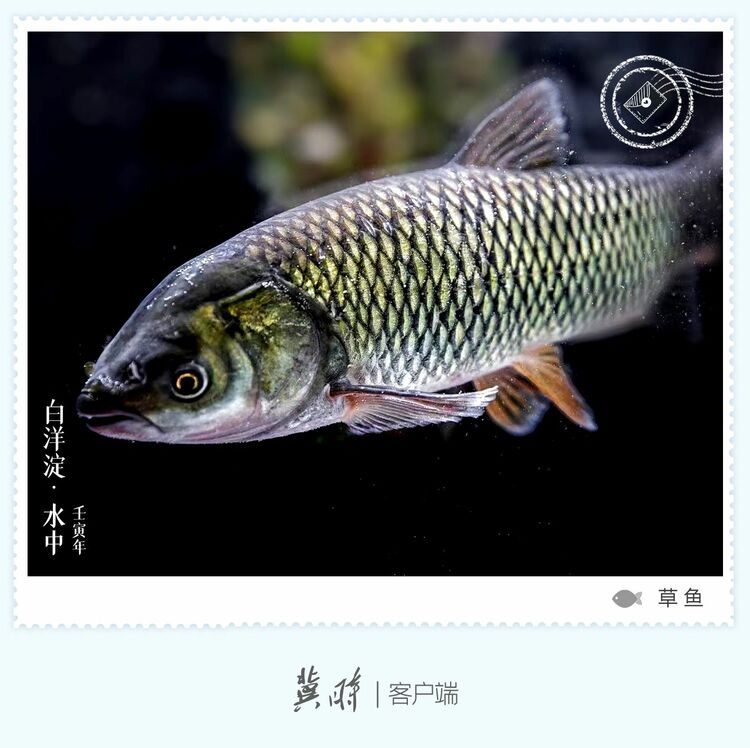 白洋淀： 魚翔淺底 綠水逶迤