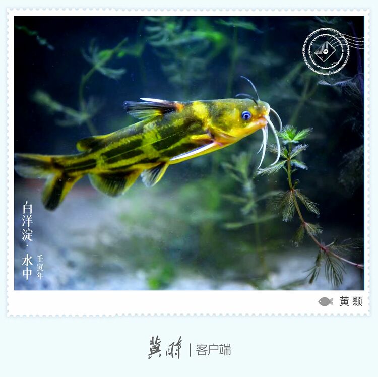 白洋淀： 魚翔淺底 綠水逶迤