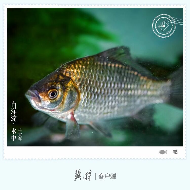 白洋淀： 魚翔淺底 綠水逶迤