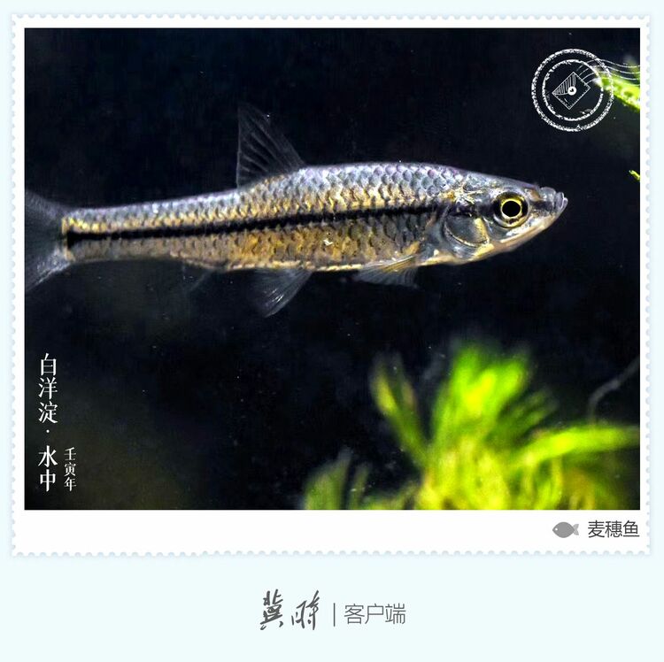 白洋淀： 魚翔淺底 綠水逶迤