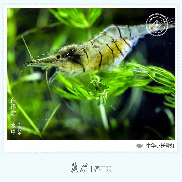 白洋淀： 魚翔淺底 綠水逶迤