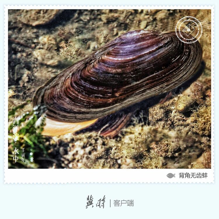 白洋淀： 魚翔淺底 綠水逶迤