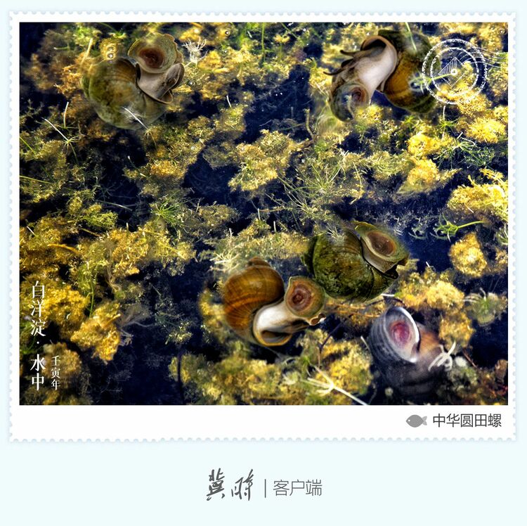 白洋淀： 魚翔淺底 綠水逶迤