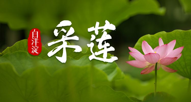 明信片·如面 | 七月，白洋淀裏採蓮忙！