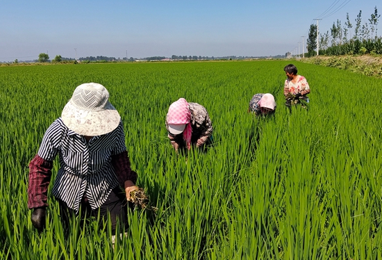 “河北這十年”系列報道之三【冀域糧倉篇】讓“中國碗”盛上更多“河北糧”