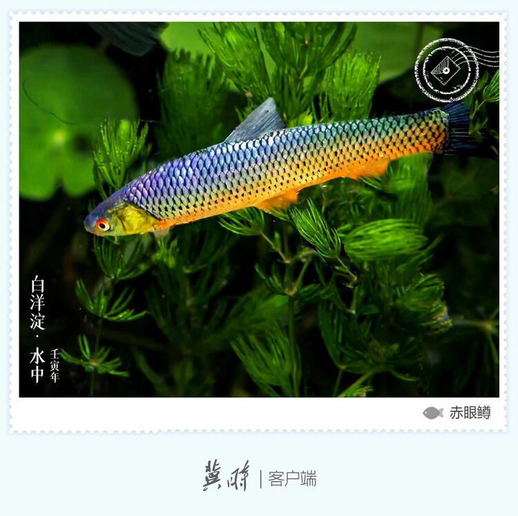 白洋淀： 魚翔淺底 綠水逶迤