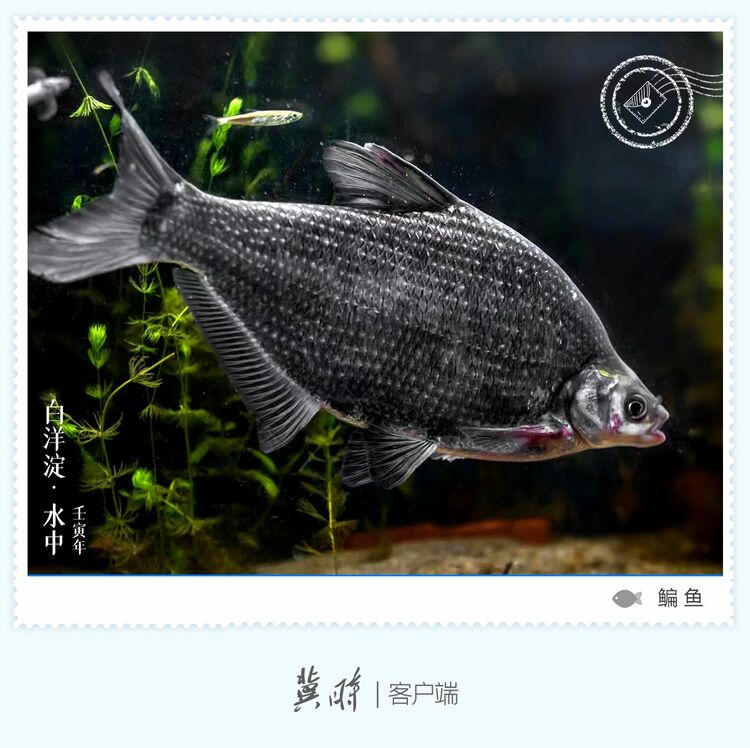 白洋淀： 魚翔淺底 綠水逶迤