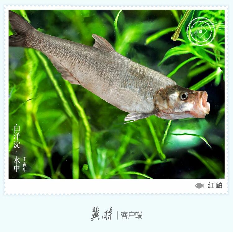 白洋淀： 魚翔淺底 綠水逶迤