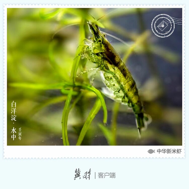 白洋淀： 魚翔淺底 綠水逶迤