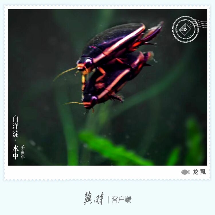 白洋淀： 魚翔淺底 綠水逶迤