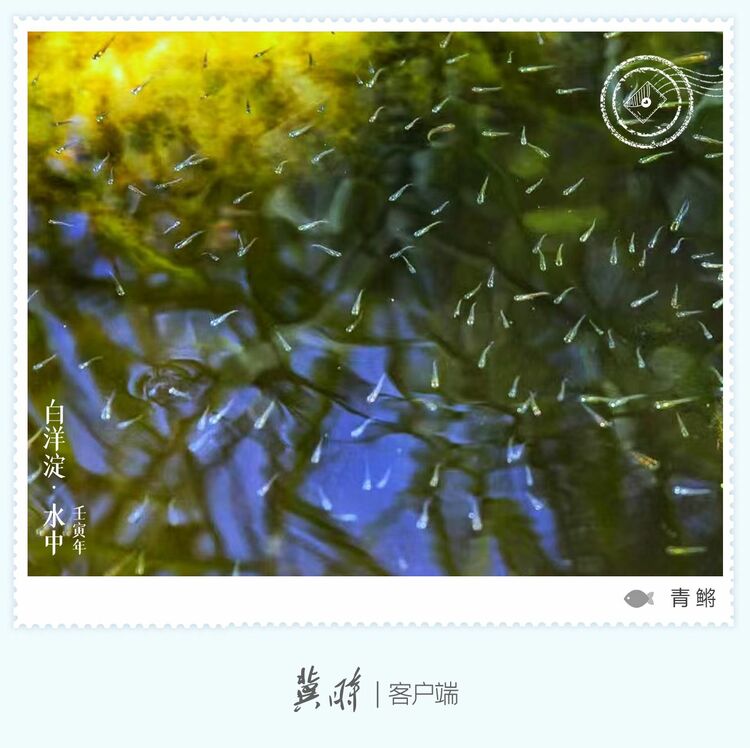 白洋淀： 魚翔淺底 綠水逶迤