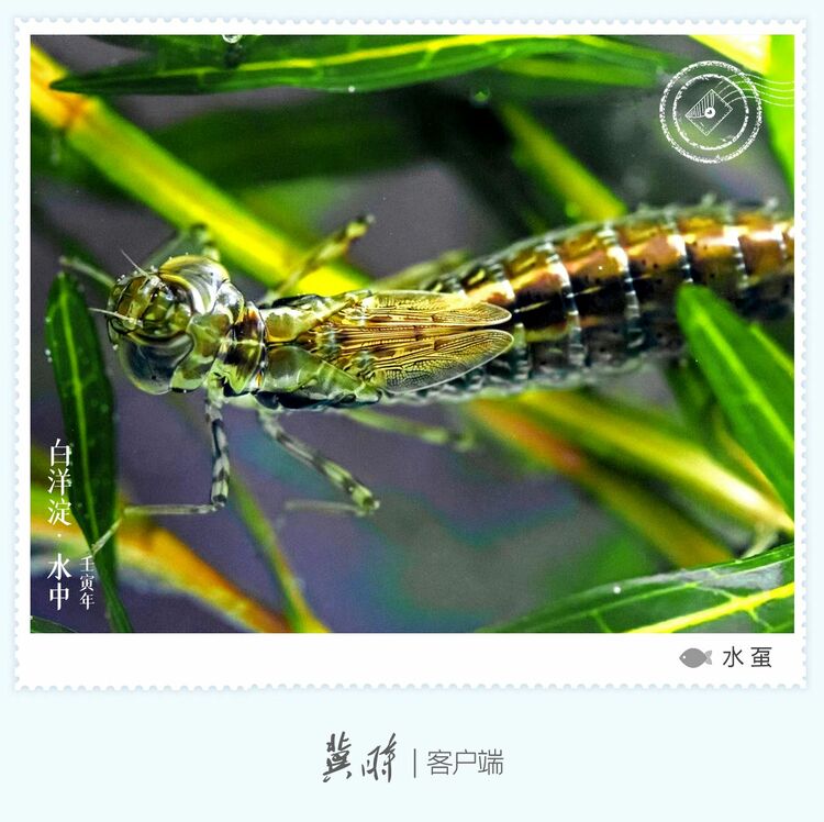 白洋淀： 魚翔淺底 綠水逶迤