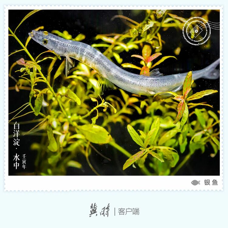 白洋淀： 魚翔淺底 綠水逶迤